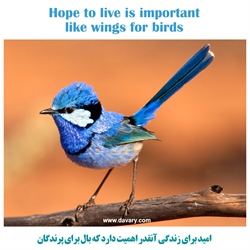 امید برای زندگی آنقدر اهمیت دارد که بال برای پرندگان